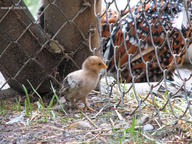 Chick