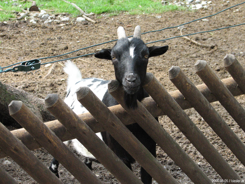 Goat Trap