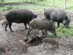 Wild Pig Family