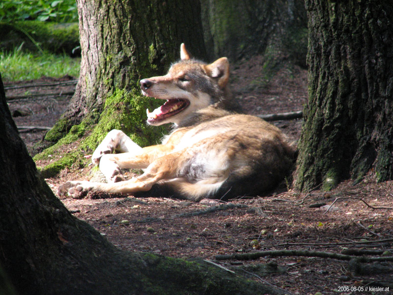 Wolf
