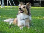 Sheltie