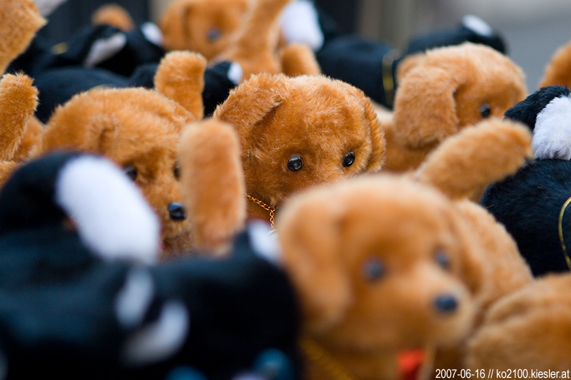 puppies
