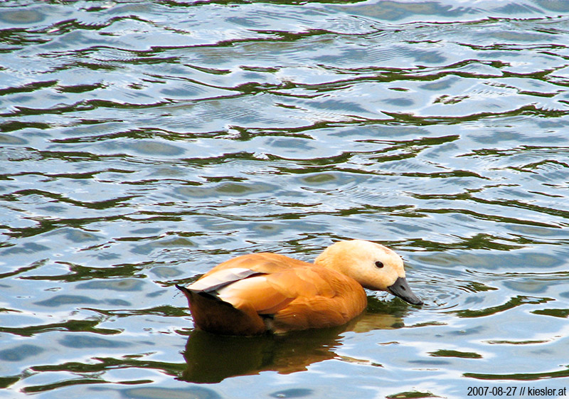 duck