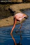 flamingo 5