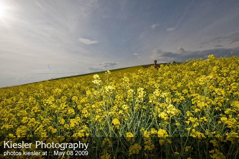 canola