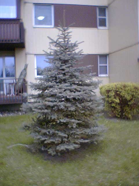 conifer