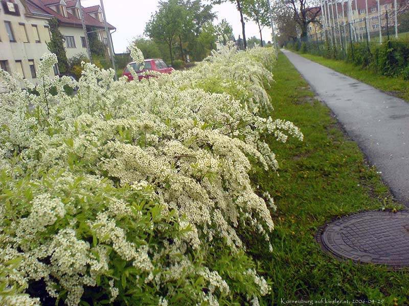 White bushes